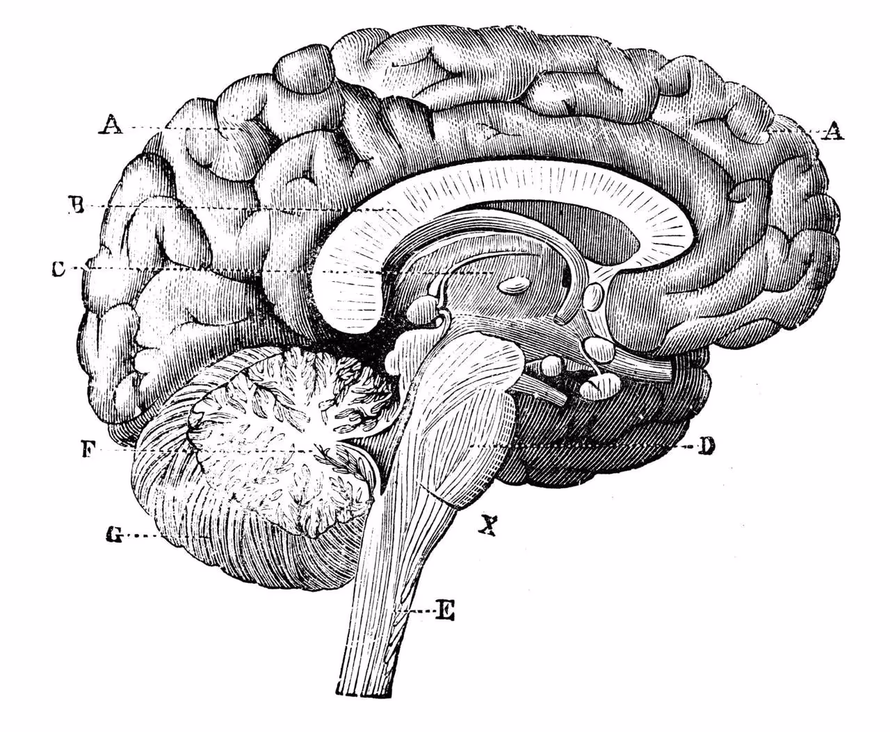 An anatomical engraving of a human brain in cross-section, with letters marking the individual regions.